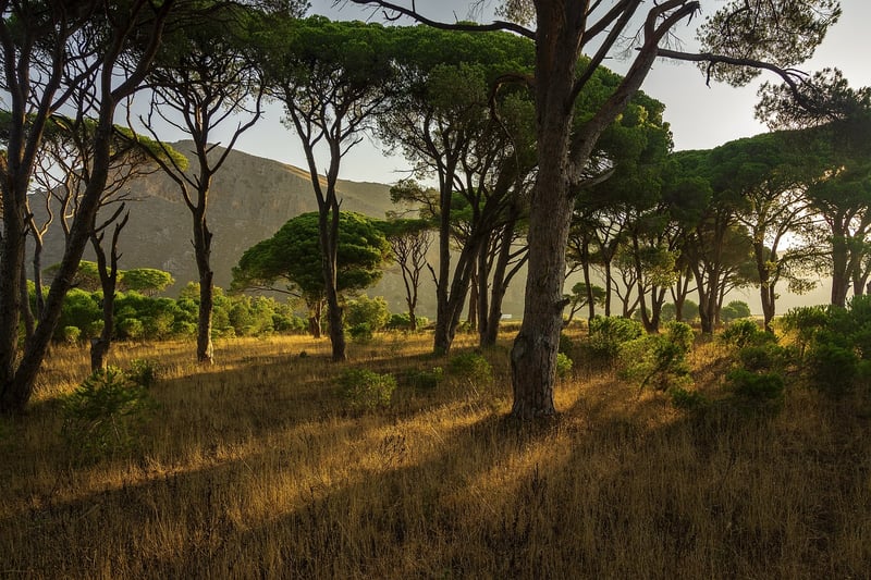 Elven Kingdom